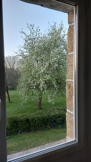 Le poirier en fleurs 🤩 at Aux Colibris de Brenael in Hambye