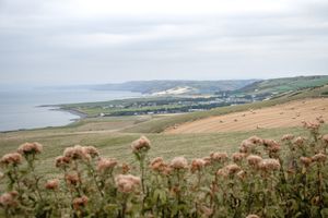 Cardigan Bay at The Green Door Vegan B&B - Pet-friendly Room in Llanon
