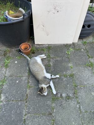   at Little World Kitchen in Utrecht