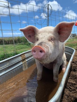 . at Big Island Farm Sanctuary in Naalehu