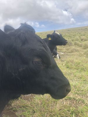 Sweet boy 💜   at Big Island Farm Sanctuary in Naalehu
