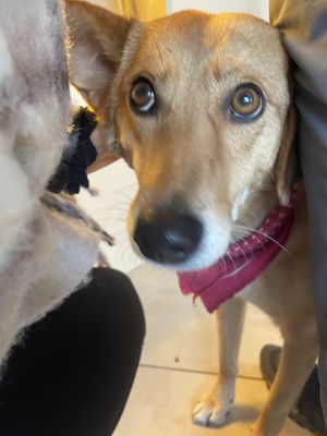 Lola!  at Nourish Plant Kitchen in Harrogate