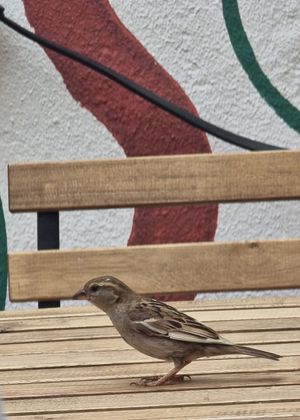  at Tataoim in Lisbon