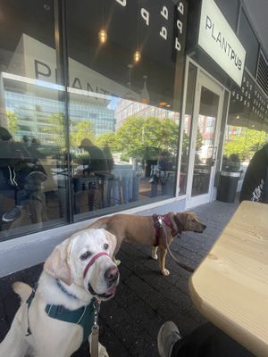 Dog friendly patio  at PlantPub in Cambridge