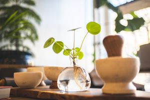 baby pilea for sale at the shop at Market by Jeremy in Luxembourg City