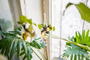 plants of the shop at Market by Jeremy in Luxembourg City