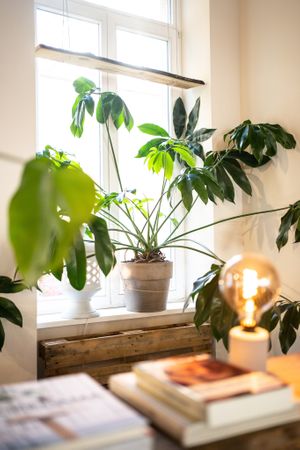 more plants & books at Market by Jeremy in Luxembourg City