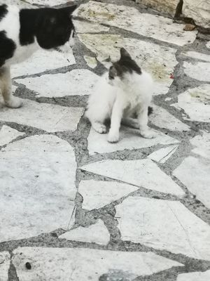 Lots of cats around at Kareklas in Gaios