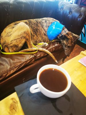 Let my Bo lay on the sofa as she finds it uncomfortable to lay on hard surfaces with her long boney legs at Ralphy's Fakeaway in Peterborough