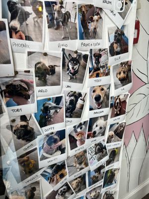 Wall of dogs   at Babyfaced Baker in Edinburgh