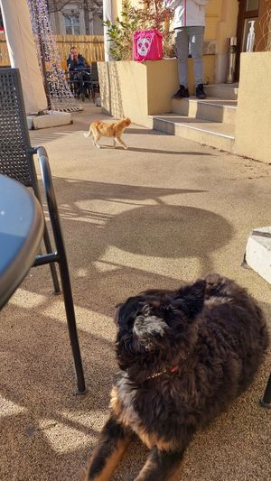 Disappointingly, since it's a vegetarian restaurant, Reka was not allowed to eat the cat. 😁 at Cafeneaua Nației in Ploiesti