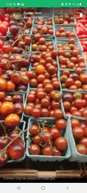 A dozen or more different kinds of tomatoes. at Central Market in San Antonio