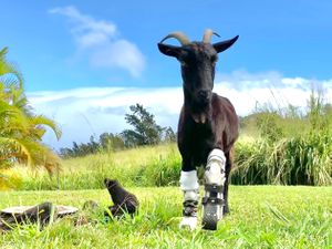 Janice. Warrior Princess and cofounder of the sanctuary.  at Magical Creatures Sanctuary of Hamakua in Laupahoehoe