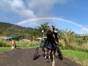 Lord Vincent. Likes toe rubs and salt and vinegar potato chips. Dislikes the mower and rain.  at Magical Creatures Sanctuary of Hamakua in Laupahoehoe