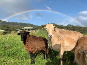 Kate and Aslan under magical rainbow. Kate was found at the bottom of a 20 feet deep lava tube, Aslan was saved from the lava flow following the 2018 Kilauea volcano eruption.   at Magical Creatures Sanctuary of Hamakua in Laupahoehoe