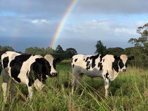 Anela and Iolana. Rescued from slaughter when a dairy farm closed down. Playful grass puppies! at Magical Creatures Sanctuary of Hamakua in Laupahoehoe