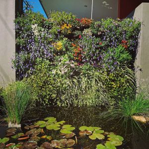 Water pond with fish and flowers. at Toowoomba Coffee House in Toowoomba City