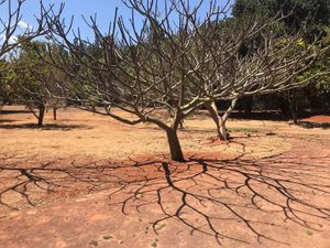Outside topiary at Caliandra Café in Brasilia
