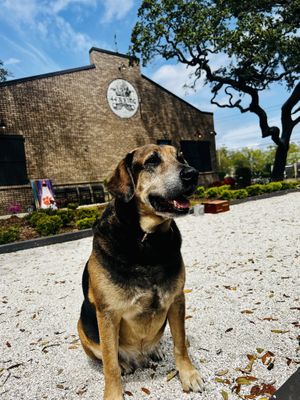 Dog friendly-outdoor seating & games  at 44 & KING in Myrtle Beach
