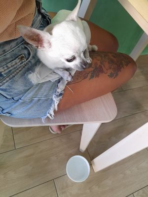 Pet-friendly at Bancha in Portimao