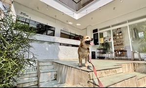 🐾  at Mad Grass Collaborative Space and Cloud Kitchen in Jakarta