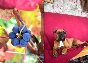 Gaïa our brand ambassador  at Château des Arras in Saint Gervais