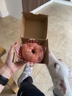   at Future Doughnuts in Bristol