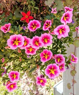 Pretty, patio outside at Chez Francois Restaurant and Patio in Canmore