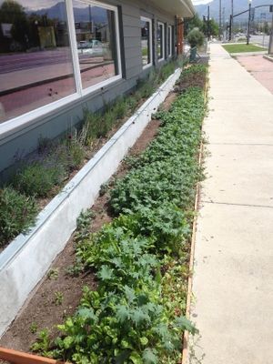 Herbs and lettuce in front beds at Sage's Cafe in Salt Lake City