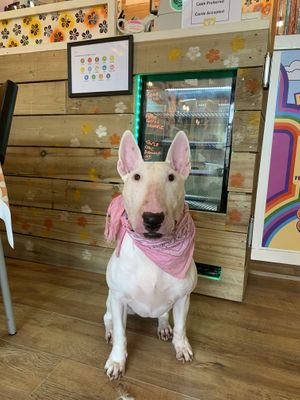 Dog friendly! With free treats for doggies xo  at Daisy's Cafe in Looe