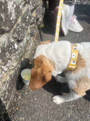 Dog ice cream   at Nook in Haverfordwest