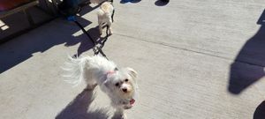 Happy doggos at Picasso Cafe on Paseo in Oklahoma City