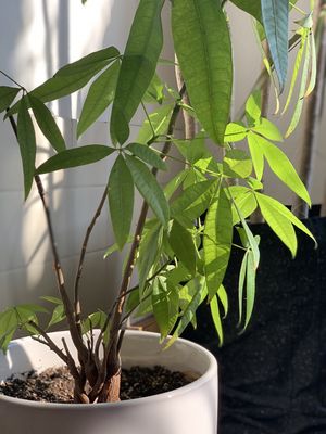 Relaxing atmosphere with lots of live plants  at Press Coffee Bar in Dayton