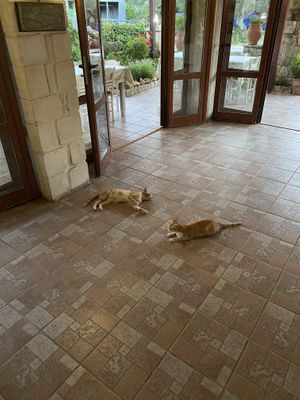 Cats!  at Georgia's Traditional Taverna in Crete