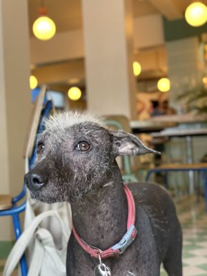 Pet Friendly at Groovy's Taqueria Vegana in Mexico City