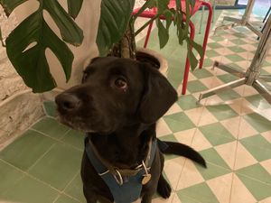 @darkoflames at Groovy's Taqueria Vegana in Mexico City