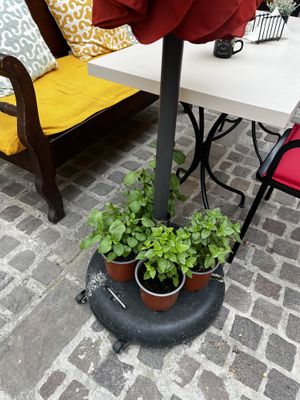 Fresh herbs including mint plant - if you order mint tea 🍵   at Bara Piato in Crete
