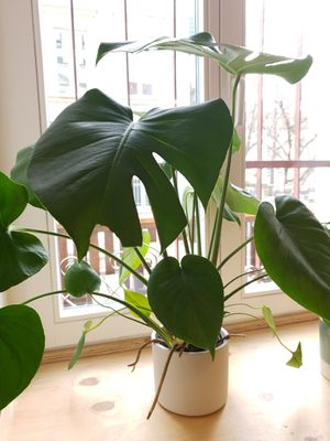 Monstera at Der Dicke Schmidt - Neustadt in Dresden