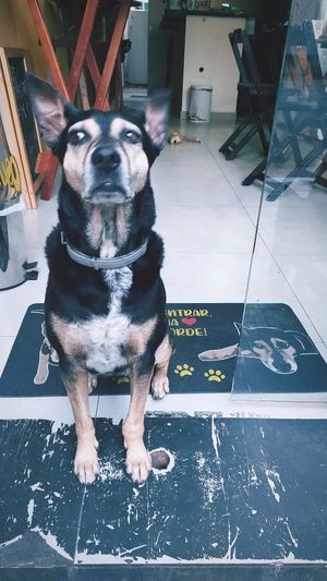  at Theo's Burguer & Dog in Sao Paulo