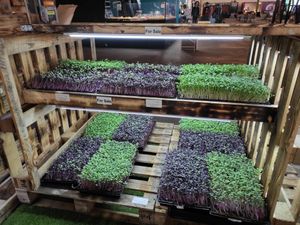 Plants at Young Plant - Food Stand in Cork