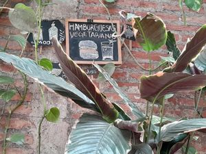 Decoración con plantas at Trigo Verde in Oaxaca