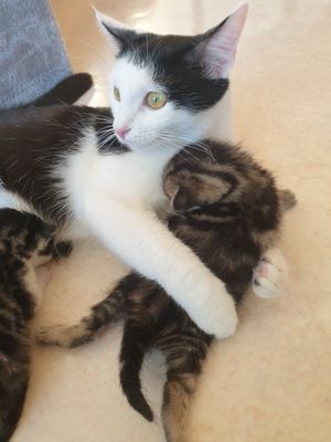  at Le Levantin in Clermont-ferrand