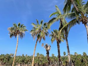 View from the windows of the first floor  at DoceCuarenta in Todos Santos