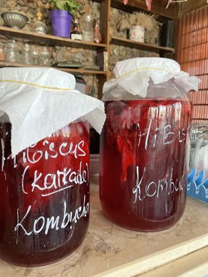Kombucha   at The Breakfast Cafe in Dahab