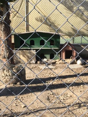 Animals  at Balzunetta Restaurant in Floriana