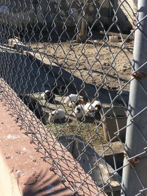 Animals  at Balzunetta Restaurant in Floriana