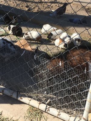 Animals  at Balzunetta Restaurant in Floriana