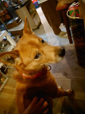 The boss at Comichaya - 古見茶屋  in Tsurugi