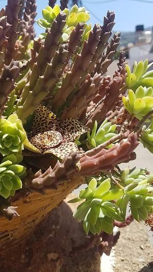  at Stonehouse in Crete