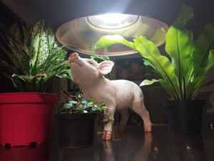  at Nuve Nutrición Verde in Bogota